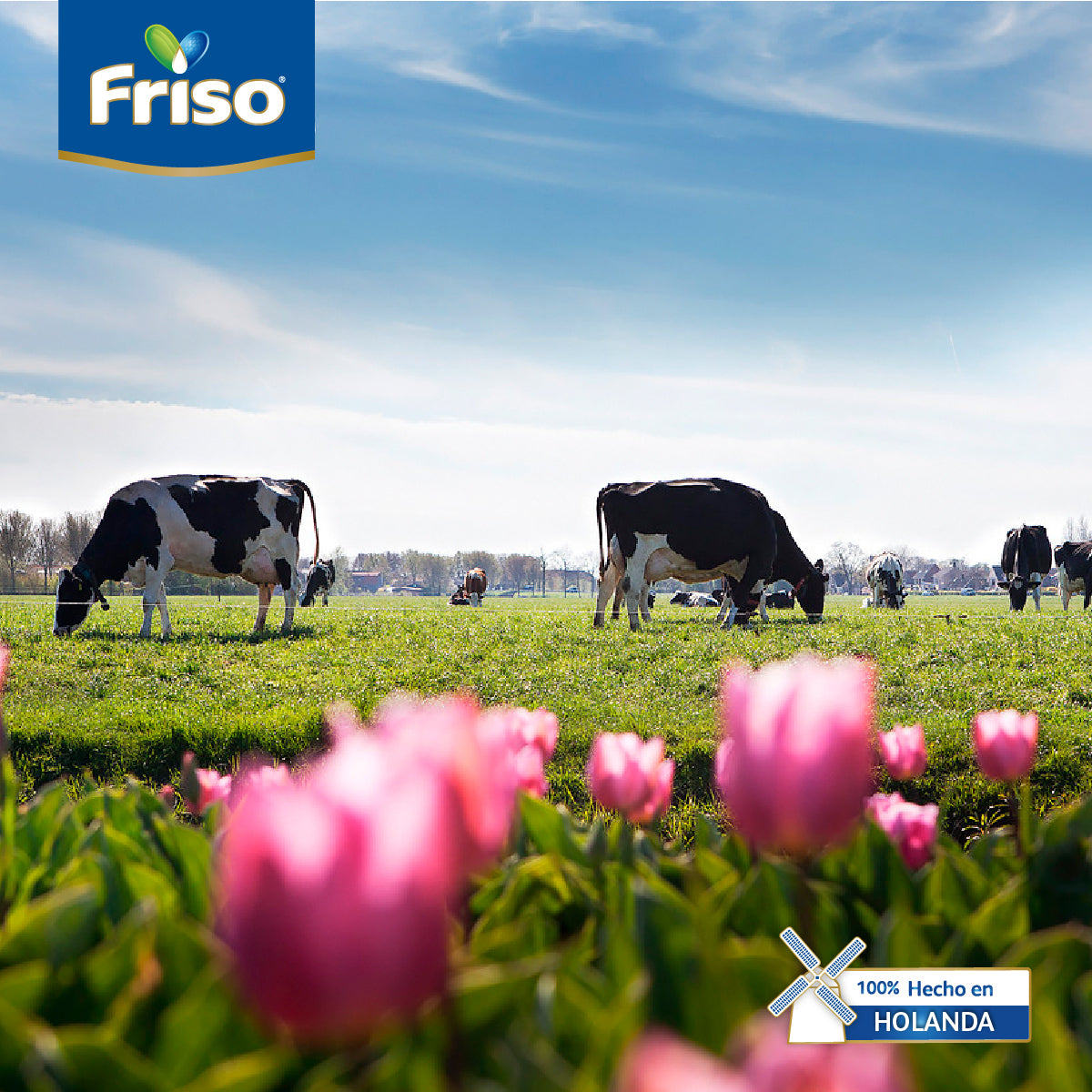 Friso Gold 3 (1-3 Años) Caja Pack C/ 1.6 Kg